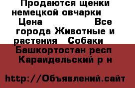 Продаются щенки немецкой овчарки!!! › Цена ­ 6000-8000 - Все города Животные и растения » Собаки   . Башкортостан респ.,Караидельский р-н